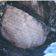 Illustration for article titled The mystery stone that suggests ancient Greeks were in New Mexico in 500 BC